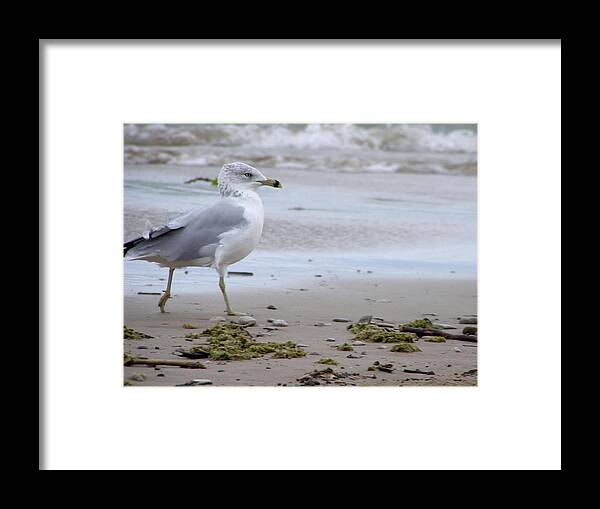 Bird Framed Print featuring the photograph Gull by Meagan Visser