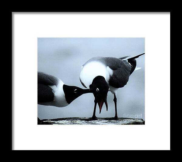 Gulls Framed Print featuring the photograph Gull Pecked by Jan Gelders