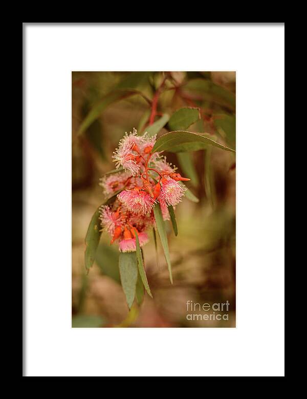 Flora Framed Print featuring the photograph Gum nuts 2 by Werner Padarin