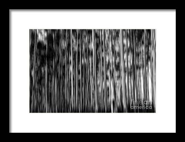 Gum Trees Framed Print featuring the photograph Gum trees in mono by Sheila Smart Fine Art Photography