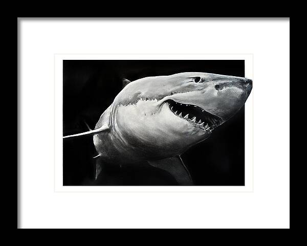 Drawing Framed Print featuring the drawing GW Shark by William Underwood