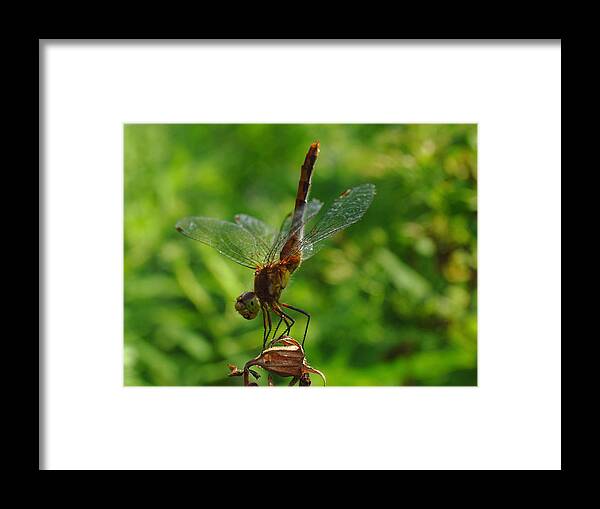 Dragonfly Framed Print featuring the photograph Gymnast by Juergen Roth