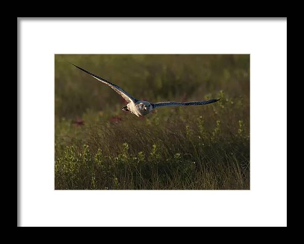 Falco Rusticolus Framed Print featuring the photograph Gyrfalcon 1 by Wade Aiken