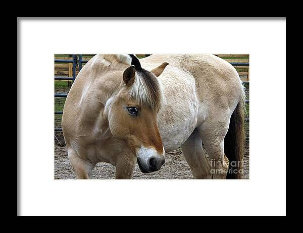 Horses Framed Print featuring the photograph h1 by Tom Griffithe