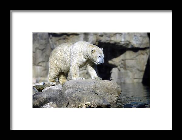 Memphis Zoo Framed Print featuring the photograph Habitat - Memphis Zoo by DArcy Evans