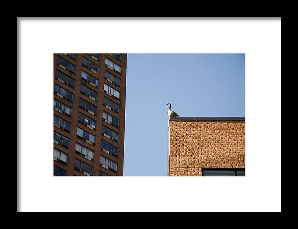 Urban Framed Print featuring the photograph Habitat by Kreddible Trout