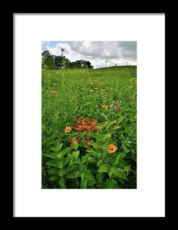 Glacial Park Framed Print featuring the photograph Hackmatack Wildflowers on an Overcast Day by Ray Mathis