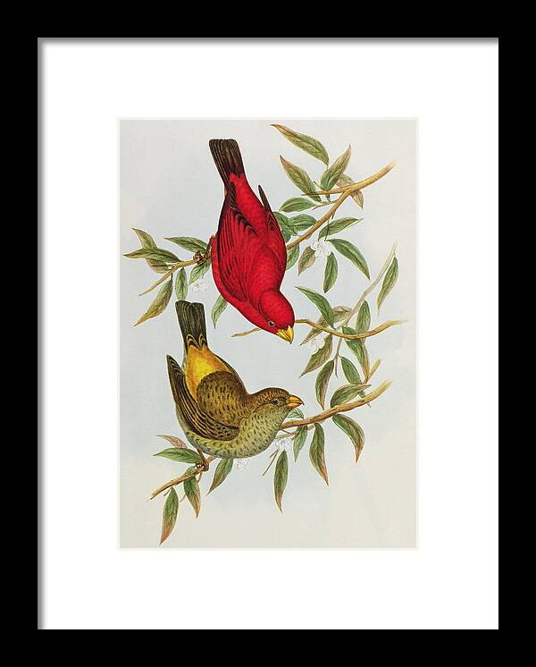Finch Framed Print featuring the painting Haematospiza Sipahi by John Gould