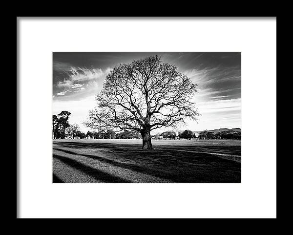 Tree Framed Print featuring the photograph Hagley Tree Landscape by Roseanne Jones