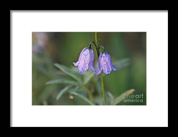 Hairbell Framed Print featuring the photograph Hairbells After the Rain by Ann E Robson