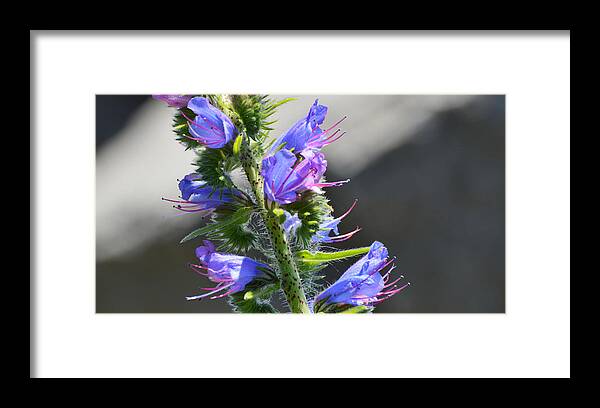 Flower Framed Print featuring the photograph Hairy Flower by Lyle Crump