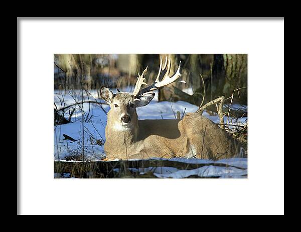 Buck Framed Print featuring the photograph Half A Monster by Brook Burling