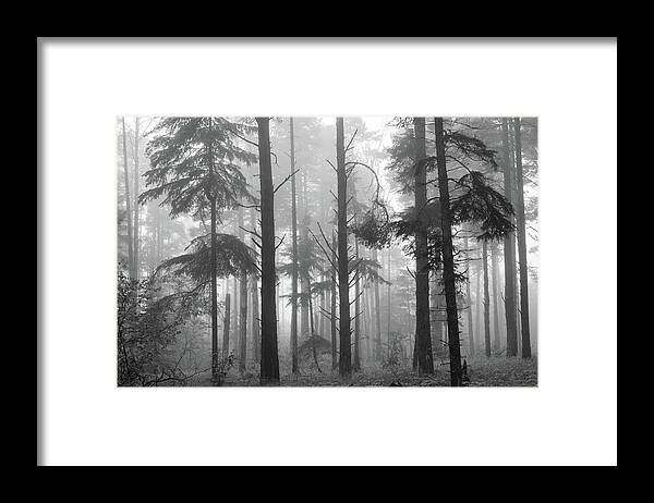Forest Framed Print featuring the photograph Half Century by Mary Amerman