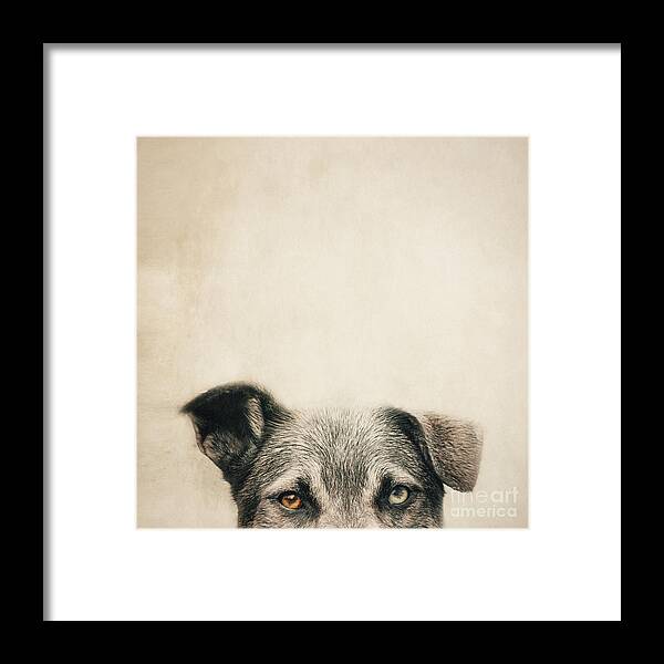 Dog Framed Print featuring the photograph Half Dog by Priska Wettstein
