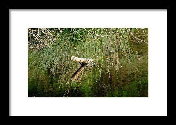 Immersed Framed Print featuring the photograph Half submerged by Elena Perelman
