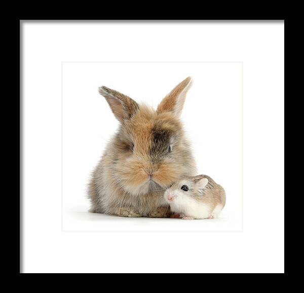 Roborovski Hamster Framed Print featuring the photograph Ham and Bun by Warren Photographic