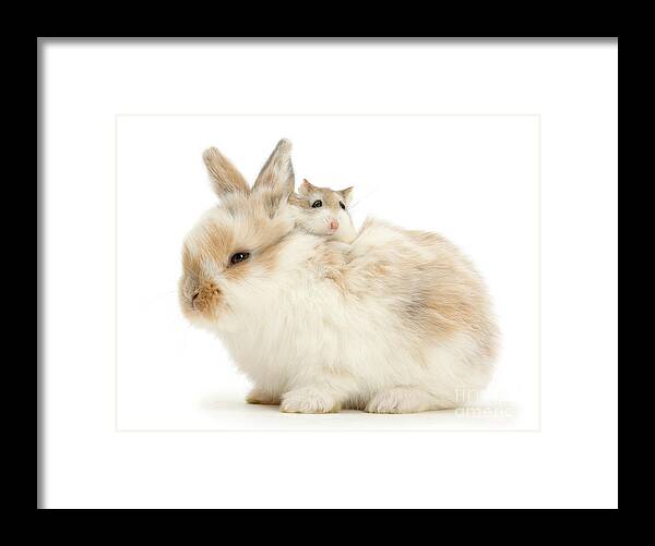 Roborovski Hamster Framed Print featuring the photograph Hammy Back Pack by Warren Photographic