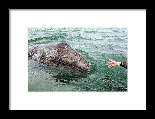Whales Framed Print featuring the photograph Hand across the waters by David Shuler