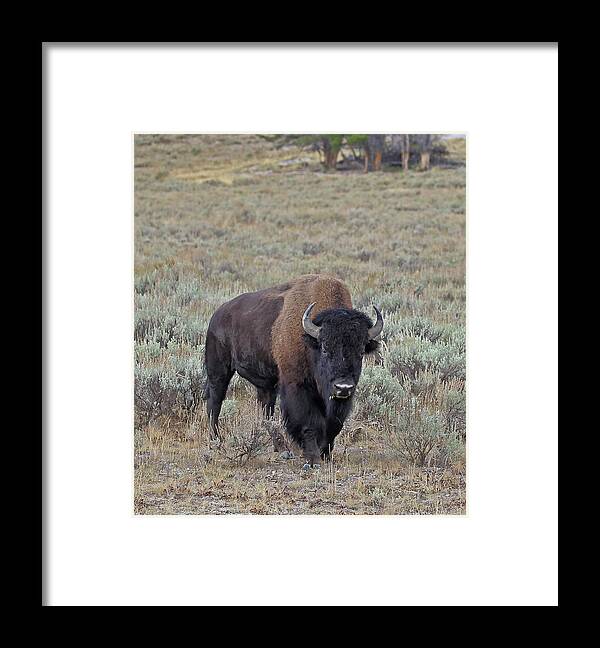 Bison Framed Print featuring the photograph Handsome Bison Bull by Jean Clark