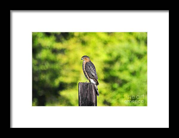 Hawk Framed Print featuring the photograph Handsome Hawk by Al Powell Photography USA