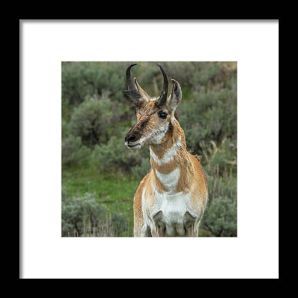 Pronghorn Framed Print featuring the photograph Handsome Pronghorn In Rut by Yeates Photography