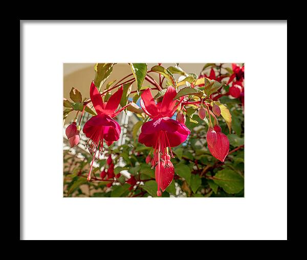 Flower Framed Print featuring the photograph Hanging Around by Derek Dean