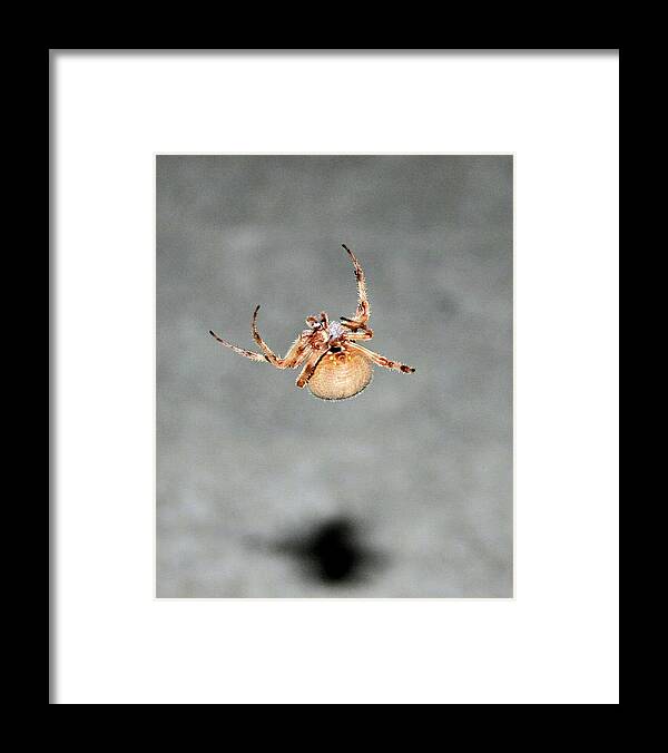 Spider Framed Print featuring the photograph Hanging by a Thread by Kristin Elmquist