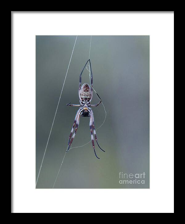 Spider Framed Print featuring the photograph Australian Spider by Phil Banks