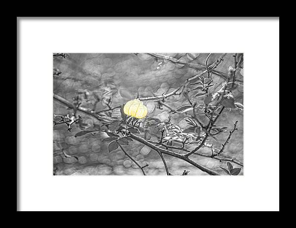 Sharon Framed Print featuring the photograph Hanging Fairy Lantern by Sharon Popek