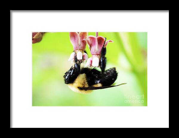 Bees Framed Print featuring the photograph Hanging in by Merle Grenz