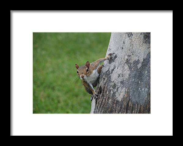 Squirrel Framed Print featuring the photograph Hanging On by Rob Hans