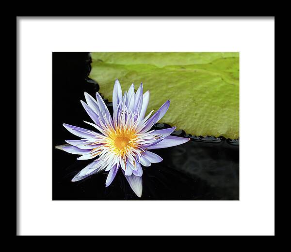 Dawn Currie Photography Framed Print featuring the photograph Hanging Out at My Pad by Dawn Currie