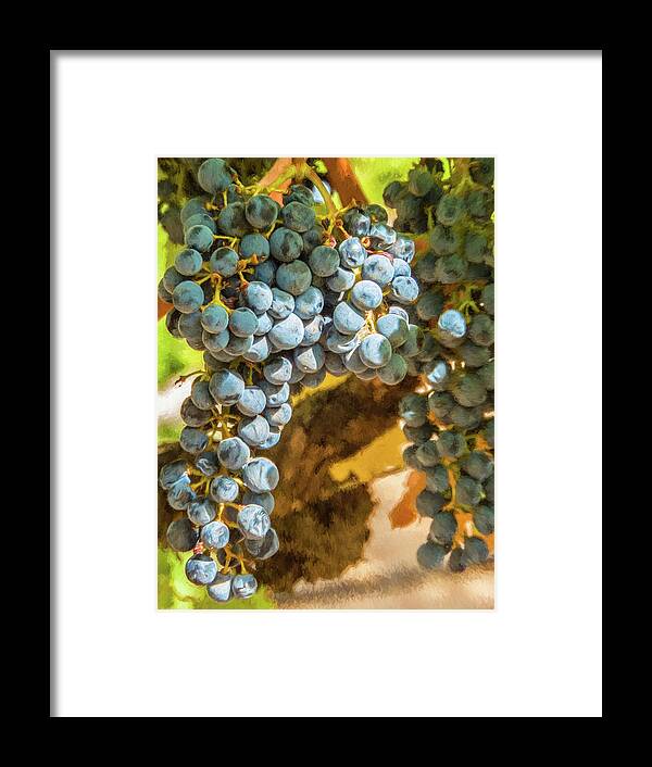 California Framed Print featuring the photograph Hanging Wine by David Letts