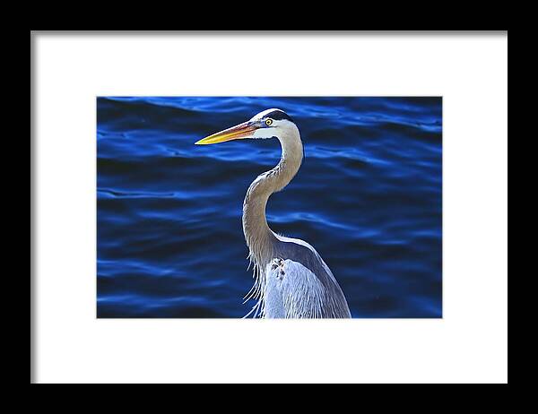 Blue Framed Print featuring the photograph Hank the Heron by Michiale Schneider
