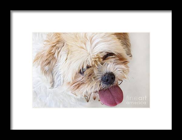 Dog Framed Print featuring the photograph Hannah by Linda Lees