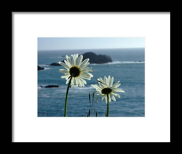 Daisy Framed Print featuring the photograph Happily Ever After by Donna Blackhall