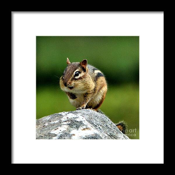 Chipmunk Framed Print featuring the photograph Happily Surprised Chipmunk by Dani McEvoy