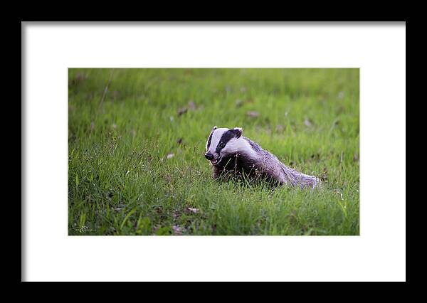 Eurasian Badger Framed Print featuring the photograph Happy Badger in the green grass by Torbjorn Swenelius