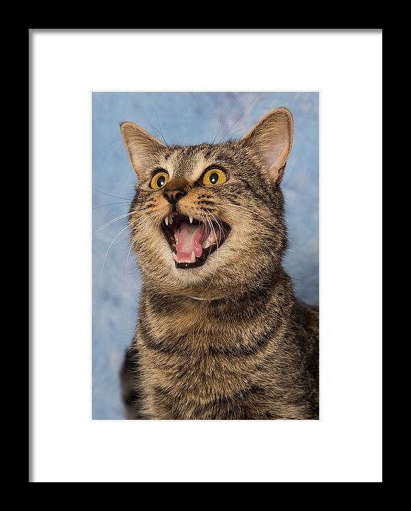 Cat Framed Print featuring the photograph Happy Cat by Janis Knight