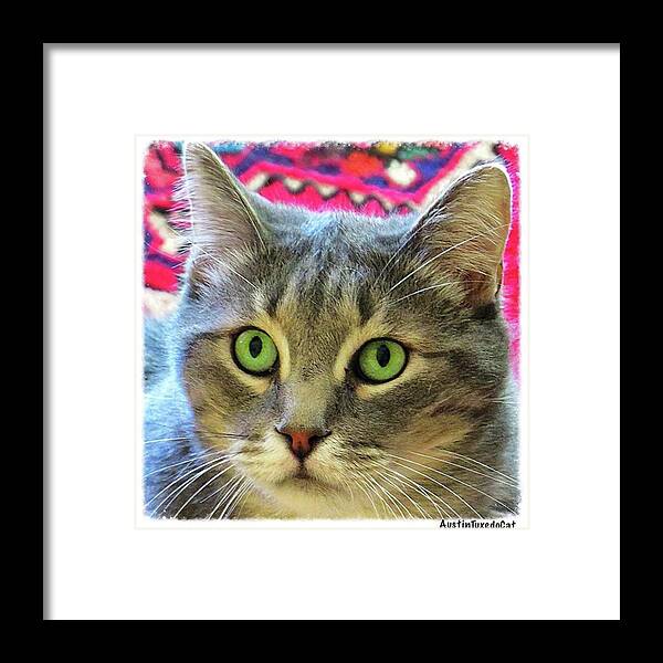Catstagram Framed Print featuring the photograph Happy #caterday From Dr by Austin Tuxedo Cat