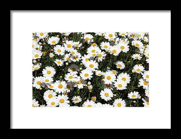 Daisy Framed Print featuring the mixed media Happy Daisies- Photography by Linda Woods by Linda Woods