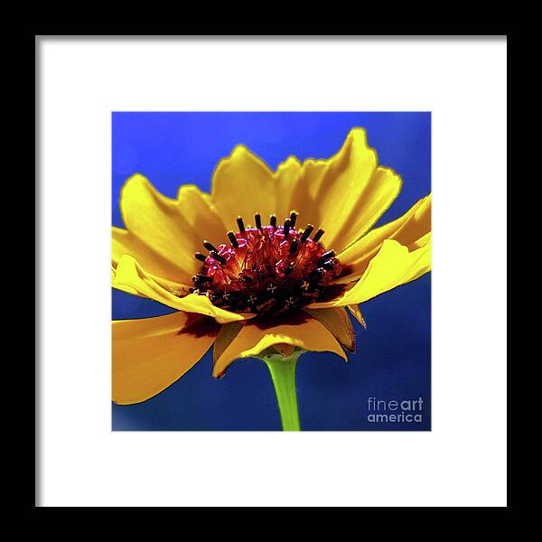 Flower Framed Print featuring the photograph Happy Days by Dani McEvoy