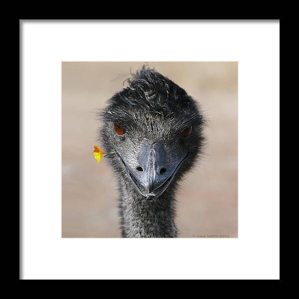 Emu Framed Print featuring the photograph Happy Emu by Ivana Westin