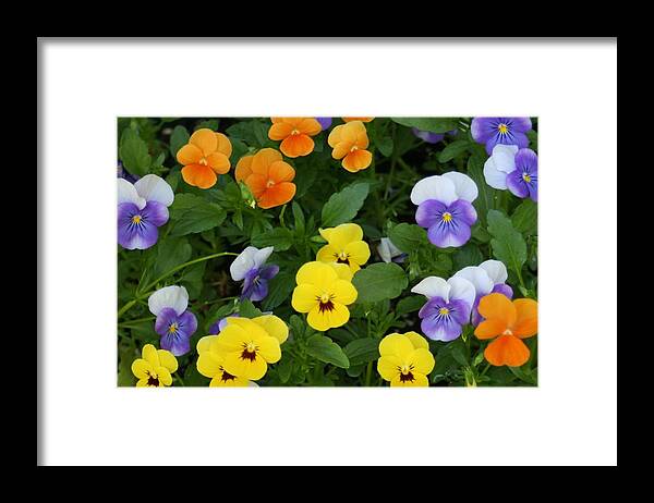 Photography Framed Print featuring the digital art Happy Faces by Barbara S Nickerson