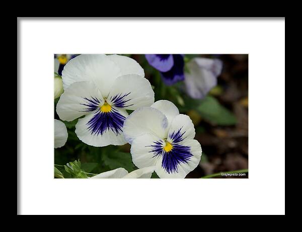 Flower Framed Print featuring the photograph Happy Faces by Lois Lepisto