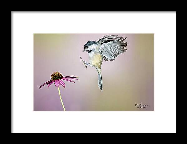 Bird Landing On Flower Framed Print featuring the photograph Happy Feet by Peg Runyan