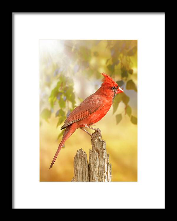 Bird Framed Print featuring the photograph Happy Morning Redbird by Bill and Linda Tiepelman