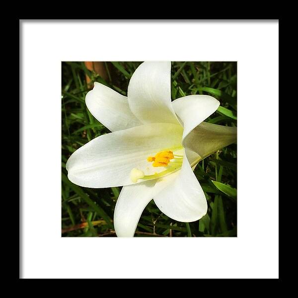 Enlight Framed Print featuring the photograph Happy Mothers Day #enlight #lily #flower by Joan McCool