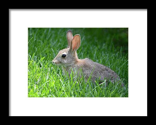 Rabbit Framed Print featuring the photograph Happy Rabbit Wild and Free by Richard Bryce and Family