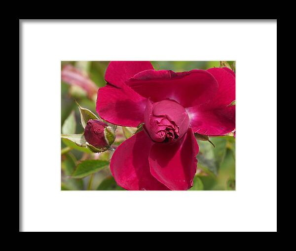 Botanical Framed Print featuring the photograph Happy Rose by Richard Thomas